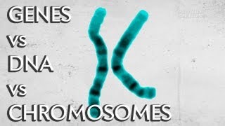 Genes vs DNA vs Chromosomes  Instant Egghead 19 [upl. by Hendry]