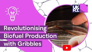 Tiny Beginnings to Big Changes Bugs to Biofuel Revolutionising Biofuel Production with Gribbles [upl. by Varney]