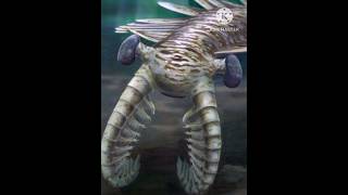 Anomalocaris Dientes gigantes  El primer depredador [upl. by Renard]