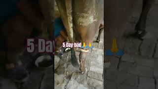 cowboy boots and shoes of yadav ji 🙏🙏 cow sorts viralvideo [upl. by Bendick917]