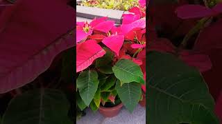 POINSETTIA lenlineofwvlog0601 [upl. by Boaten]