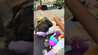 Baby and Leonberger  Snack time🥐 leonberger puppy dog giantpuppy shorts [upl. by Ensoll233]