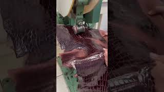 Leather tanning process on crocodile leather [upl. by Amsirhc]