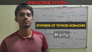 9 Synthesis of Thyroid hormones T3 and T4 in Tamil  Endocrine system [upl. by Benito]