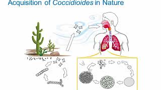 Dimorphic Fungi Coccidioidomycosis Hot Topic [upl. by Airottiv231]