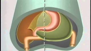 Embryological Development of GastroIntestinal Tract  ACLAND [upl. by Grayson607]