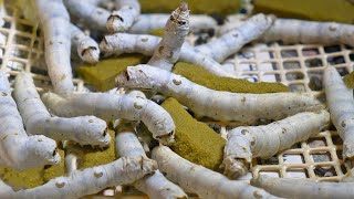 How Japan Became High Tech w Silk Worms [upl. by Tertias]