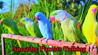 Parrots Natural Sounds parrotvlog birds parrot angelthevlogerr talkingparrot viral [upl. by Iny]