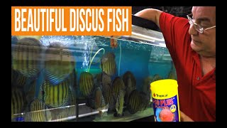 How to keep Wild Discus Fish [upl. by Nodarb]