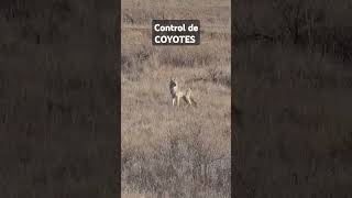 CONTROL DE COYOTES COYOTES caceriadecoyotes viralvideo [upl. by Tyre978]