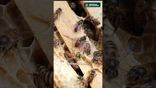 Why Bees Are Critical for Our Survival facts bees nature [upl. by Nawak]