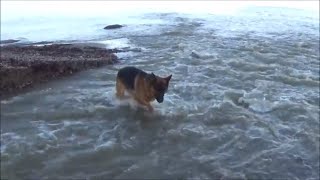 German shepherd offleash at waterfall and sea [upl. by Akeimat]