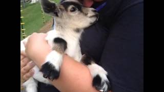 Kid baby goat Screaming [upl. by Hsima]