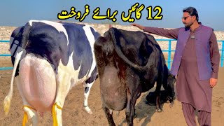 Girlando Cow In Punjab  Cow For Sale At Subhan Dairy Farm  HF Cow  Pk Janwar Mandi [upl. by Tanney328]