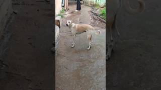 Street dog 🐕 barking reaction barking41kviralshorts [upl. by Mas]