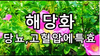 🍁해당화 레몬보다 15배 많은 비타민 C함유 몸에 활력을 넘치게 해 줍니다🍁재미있고 유익한 건강산책 [upl. by Ecneps]