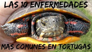 Las 10 enfermedades mas comunes en tortugas [upl. by Oirromed337]