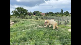 My Trip to Yorkshire Wildlife Park Doncaster 1000 Subscribers Special [upl. by Iaj669]