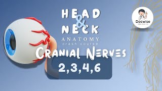 Cranial Nerves  2346  Head and Neck Gross Anatomy Crash Course  Free Class [upl. by Hallimaj]