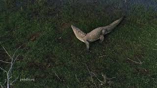 Mugger crocodile speed on land [upl. by Toolis768]