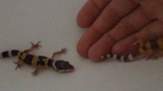 Screaming Baby Leopard Gecko [upl. by Durston]