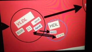 Lipoprotein metabolism endogenous [upl. by Schreibman984]
