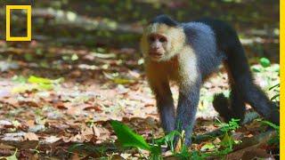 Le capucin à face blanche primate le plus intelligent du Costa Rica [upl. by Ophelia]