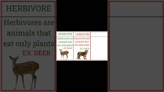 HERBIVORE CARNIVORE OMNIVORE  types of animals trending shorts [upl. by Laurie415]