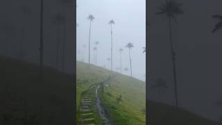 Tallest palm trees in the world 🌴nepalitraveller colombiatrip cocoravalley palmtrees colombia [upl. by Eenattirb948]