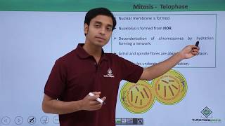 Class 11th  Mitosis – Telophase  Cell Cycle and Cell Division  Tutorials Point [upl. by Ecilegna]