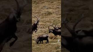 🇪🇸 Macho de Gredos 🇺🇸 Gredos ibex gredos ibex animals nature mountains tourism spain [upl. by Leahcimnaj]