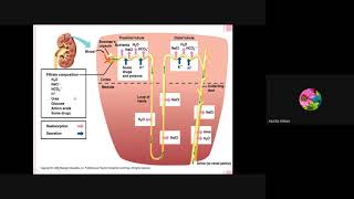 Selective Reabsorption and tubular secretion in nephron [upl. by Lelith]