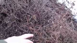 Hardwood cutting propagation in compost during winter [upl. by Fionnula6]