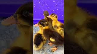 Ducklings With Purple Background 💜 duckling cartoon shorts [upl. by Dadelos540]