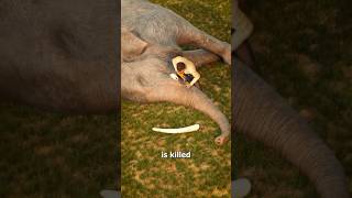 Elephant is Killed elephant killedElephantshorts UKShorts [upl. by Mikol]