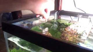 My 40 gallon Red eared slider tank [upl. by Cleres695]