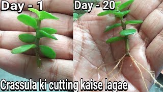 How to grow crassula from cutting with result [upl. by Annuahsal]