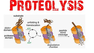 Proteolysis [upl. by Aleunamme]