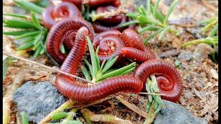 Snails VS Millipedes Which Pet is Better for You [upl. by Prichard]