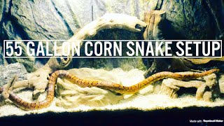 55 Gallon Corn Snake Setup [upl. by Yeltnerb261]