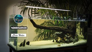 Biotope clearwater fish tanks aquarium set up easy low budget for beginners 1 Shinark and life [upl. by Alveta]