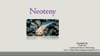 Neoteny in Amphibia BSc I semester Unit 3 By Pooja Mam [upl. by Eidnim]