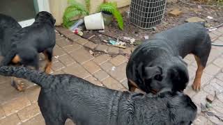 5 Month Old 60 lbs Giant Rottweilers Visit Parents Samson and Delilah [upl. by Murage192]