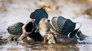 Mudskippers The Fish That Walk on Land  Life  BBC Earth [upl. by Clovis]