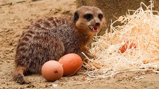 ‘Paaseieren’ voor de stokstaartjes in DierenPark Amersfoort [upl. by Lebiralc]