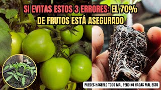 En el Cultivo De Tomates Te puedes equivocar en todo Pero NUNCA te puedes equivocar en ESTO [upl. by Reizarf331]