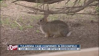 Tularemia case confirmed in Broomfield [upl. by Rep]