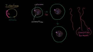 Interfase  División celular  Biología  Khan Academy en Español [upl. by Ikkela]