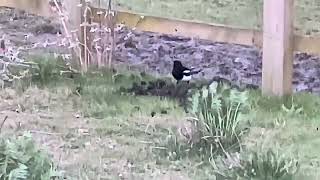 Magpie Destroying Molehill In Wakefield West Yorkshire birds avian nature [upl. by Tomas]