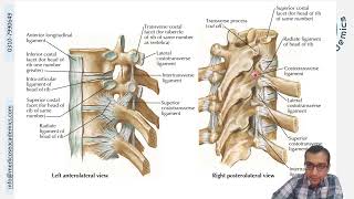 Ligaments amp Joints of Thorax [upl. by Cocks]